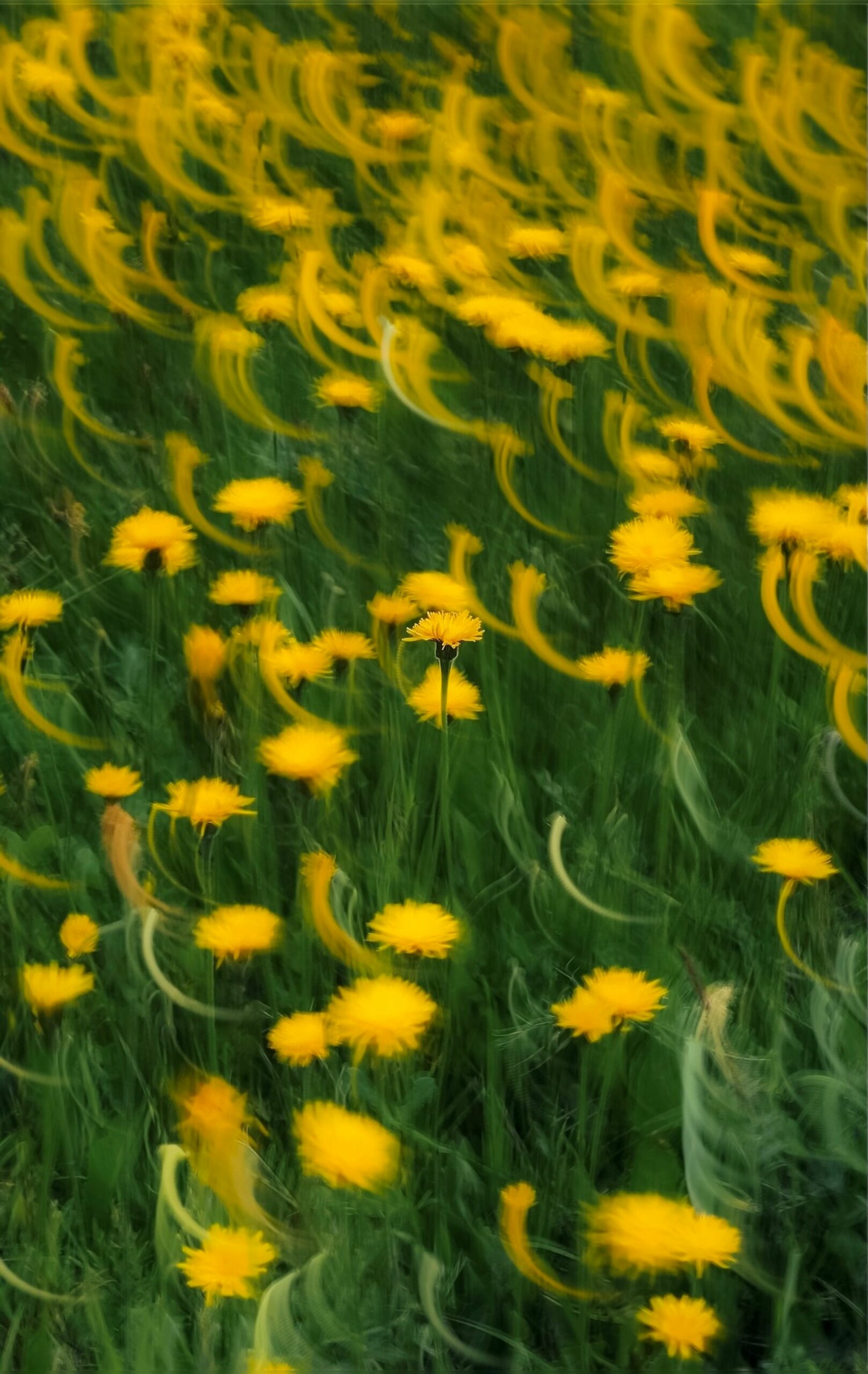 Eugene Golovesov / Pexels / Le Parfum des pissenlits